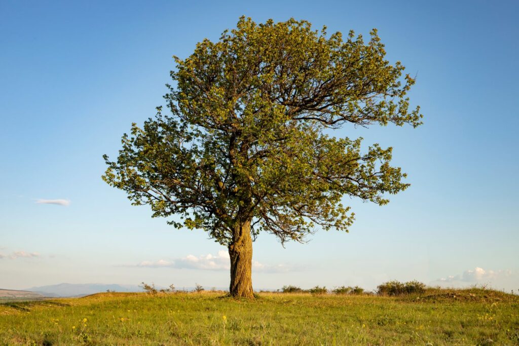 tree in a field